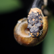 The newly described species Dipsas bobridgelyi trying to suck a snail out of its shell